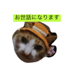 ビックリです（個別スタンプ：6）