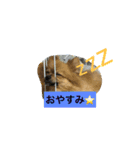 ポメヨンのRUN（個別スタンプ：1）