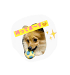 ポメヨンのRUN（個別スタンプ：3）