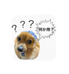 ポメヨンのRUN（個別スタンプ：5）