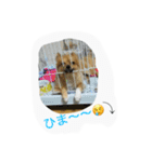 ポメヨンのRUN（個別スタンプ：6）