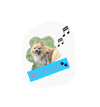 ポメヨンのRUN（個別スタンプ：7）
