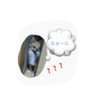 ポメヨンのRUN（個別スタンプ：9）