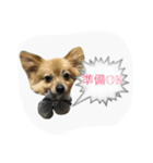 ポメヨンのRUN（個別スタンプ：10）
