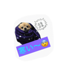 ポメヨンのRUN（個別スタンプ：11）