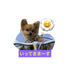 ポメヨンのRUN（個別スタンプ：13）