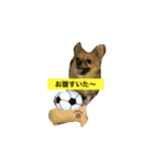 ポメヨンのRUN（個別スタンプ：16）