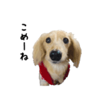 DACHS circle of friends 3（個別スタンプ：10）