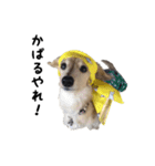 DACHS circle of friends 3（個別スタンプ：12）