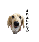 DACHS circle of friends 3（個別スタンプ：21）