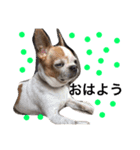 Dog.jh（個別スタンプ：1）