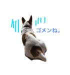 Dog.jh（個別スタンプ：2）