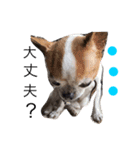 Dog.jh（個別スタンプ：3）