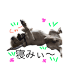 Dog.jh（個別スタンプ：4）