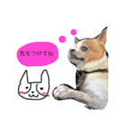 Dog.jh（個別スタンプ：5）