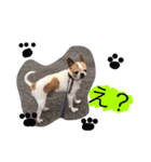 Dog.jh（個別スタンプ：6）