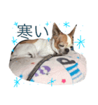 Dog.jh（個別スタンプ：7）