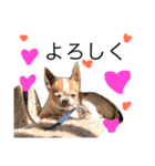 Dog.jh（個別スタンプ：8）