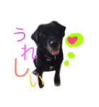 Dog.jh（個別スタンプ：9）
