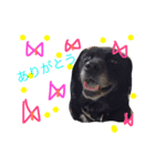 Dog.jh（個別スタンプ：10）