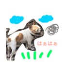 Dog.jh（個別スタンプ：11）