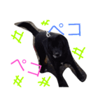 Dog.jh（個別スタンプ：13）
