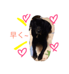 Dog.jh（個別スタンプ：14）