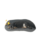 くーさま すたんぷ（個別スタンプ：3）