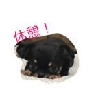 くーさま すたんぷ（個別スタンプ：5）