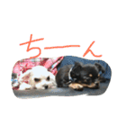 くーさま すたんぷ（個別スタンプ：10）