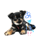 くーさま すたんぷ（個別スタンプ：12）