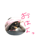 くーさま すたんぷ（個別スタンプ：15）