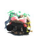 くーさま すたんぷ（個別スタンプ：16）