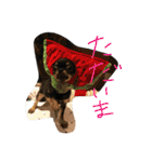 くーさま すたんぷ（個別スタンプ：29）