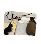 くーさま すたんぷ（個別スタンプ：30）
