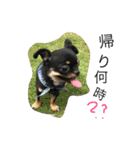 くーさま すたんぷ（個別スタンプ：32）