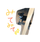 くーさま すたんぷ（個別スタンプ：37）