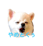 まりあとおしゃべりしよっ！（個別スタンプ：21）