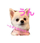 まりあとおしゃべりしよっ！（個別スタンプ：26）