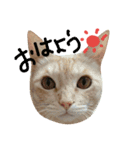 我が家の猫ら（個別スタンプ：1）