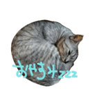 我が家の猫ら（個別スタンプ：2）