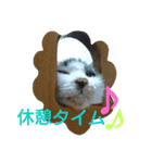 我が家の猫ら（個別スタンプ：4）