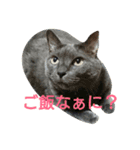 我が家の猫ら（個別スタンプ：5）