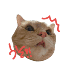 我が家の猫ら（個別スタンプ：6）