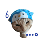我が家の猫ら（個別スタンプ：7）
