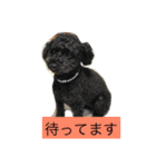 私とモコ4（個別スタンプ：2）