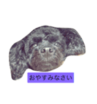 私とモコ4（個別スタンプ：12）