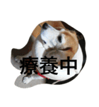 ビーグル犬ピースくん（個別スタンプ：3）