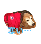 ビーグル犬ピースくん（個別スタンプ：5）