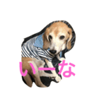 ビーグル犬ピースくん（個別スタンプ：6）
